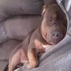 mchambers0488
